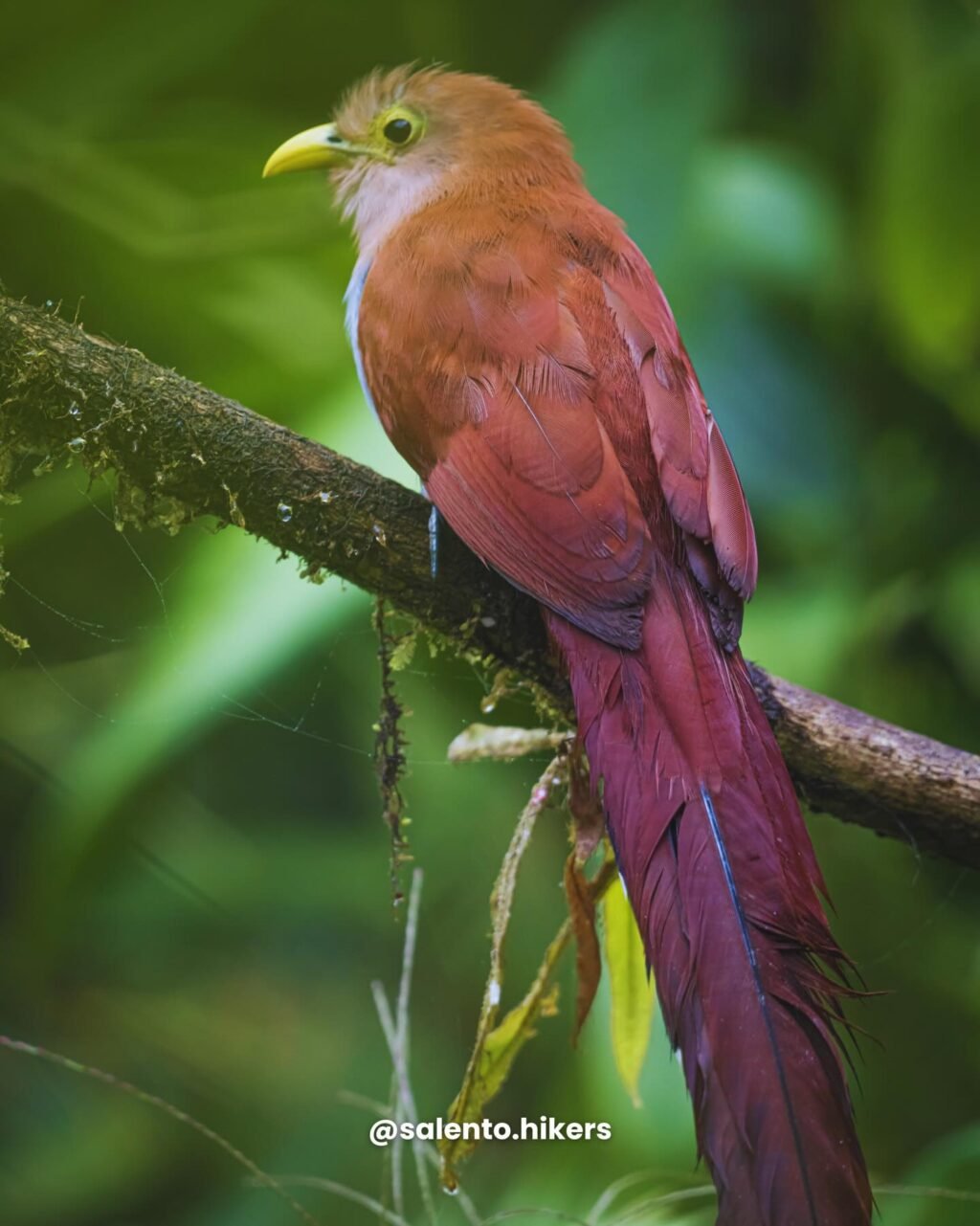 Instagram post from salento.hikers. This post is in position 2.