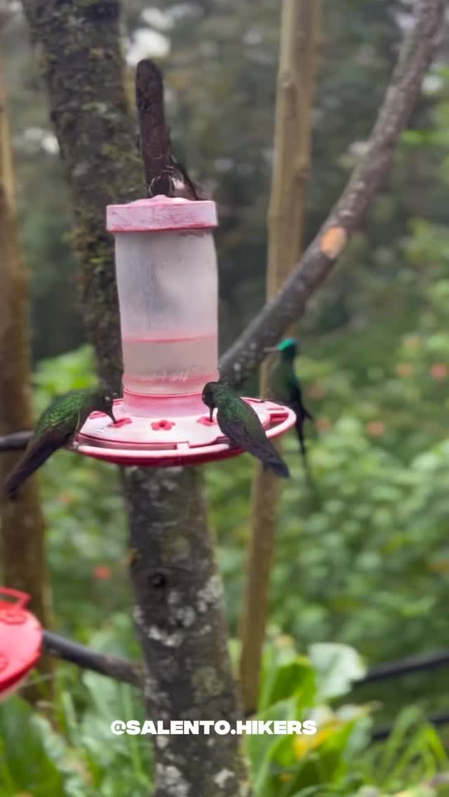 Instagram post from salento.hikers. This post is in position 0.