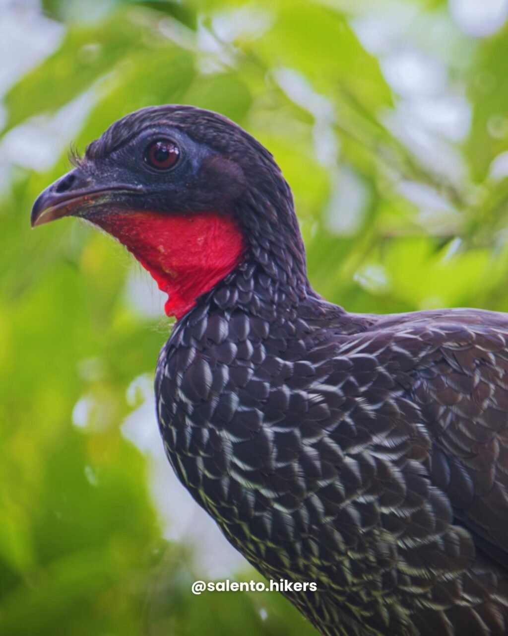 Instagram post from salento.hikers. This post is in position 4.
