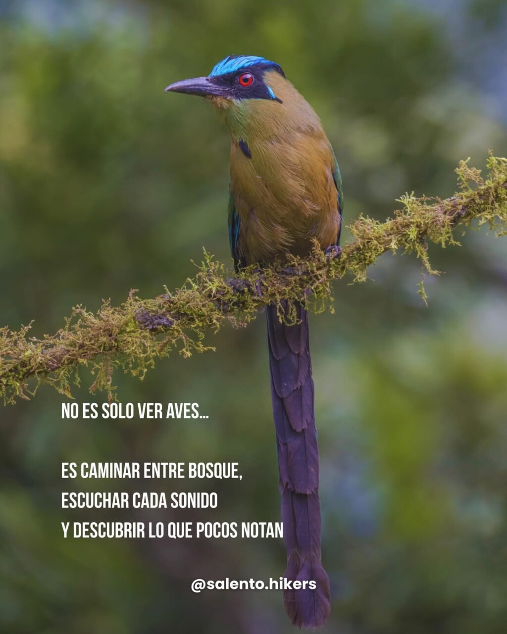 Instagram post from salento.hikers. This post is in position 1.